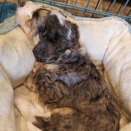 Aussiedoodle and Double Doodle Puppies from Parrish Precious Ones Texas