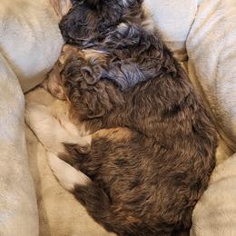 Aussiedoodle and Double Doodle Puppies from Parrish Precious Ones Texas