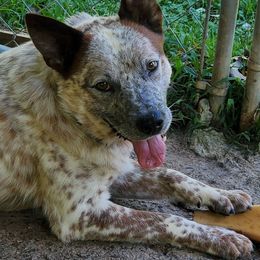 Kingston - Australian Cattle Dog