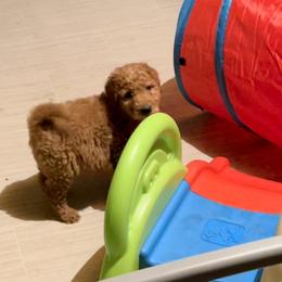 Goldendoodle and Poodle Puppies from West Michigan Doodles and Poodles