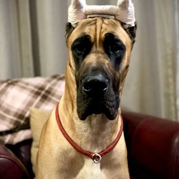 Great Dane Puppies from Paxton Great Danes