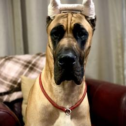Great Dane Puppies from Paxton Great Danes