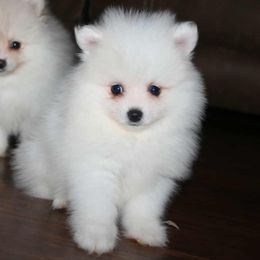Prince - Cream male Pomeranian puppy in Danielsville, Georgia from PassionatePomPoms