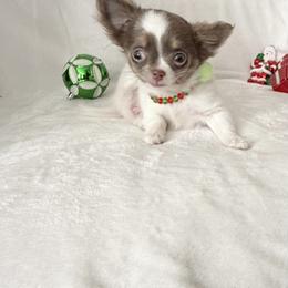 Lilac - Chocolate blue female Chihuahua puppy in Williamsburg, Virginia from PAWSitive Cheeky Chihuahuas