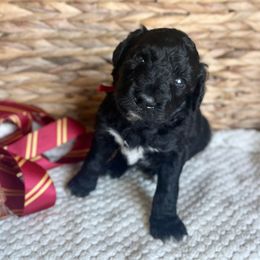 Ron Weasley - Black male Bordoodle puppy in Valley Center, California from Circle R Valley Farms