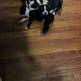 Boston Terrier Puppies from Angie's Little Bostons