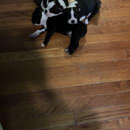 Boston Terrier Puppies from Angie's Little Bostons