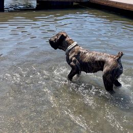 Boerboel All Grown Up from Romboel farm dogs
