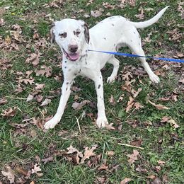 Spot - White, liver and tan male Dalmatian puppy in Sedalia, Missouri from Missouri Dalmatians