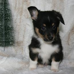 Rico - Black male Companion Cross puppy in Fairview, South Dakota from Dakota Toy Aussies