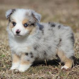 Baxter - Blue merle male Miniature Australian Shepherd puppy in Quapaw, Oklahoma from Rocky Hill Aussies