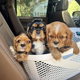 Cavalier King Charles Spaniel Puppies from Lauren Blades