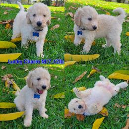 Goldendoodle Puppies from Boca Goldendoodles