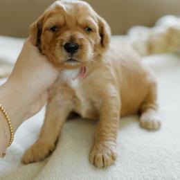 Marcia - Red  female Goldendoodle puppy in Hiddenite, North Carolina from Rose and Reid Doodles