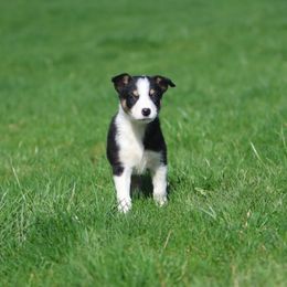 Girl 5 - Tri-color Border Collie puppy in Cadiz, Ohio from Graham Livestock