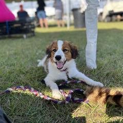 Nederlandse Kooikerhondje Puppies from Blazing Kooikerhondjes