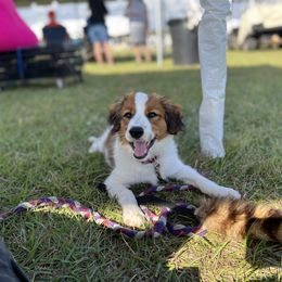 Nederlandse Kooikerhondje Puppies from Blazing Kooikerhondjes