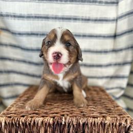 Rookie - Merle male Bernedoodle puppy in Waco, Texas from Blessings Pups Doodles