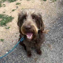 Waffle - Labradoodle