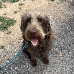 Waffle - Labradoodle
