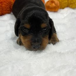 Hunter - Black and tan male Dachshund puppy in Mansfield, Missouri from OFK