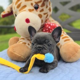 Dazzle - Blue male French Bulldog puppy in Nashville, Tennessee from Prestigious K9