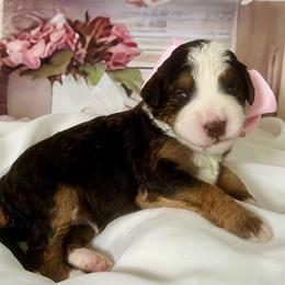 Light Pink - Brown female Bernedoodle puppy in The Woodlands, Texas from Gracie's Goldendoodles and Bernedoodles of The Woodlands