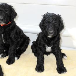 Poodle Puppies from Furball Forest Poodles