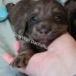 Anellini -AKC Full - Blue and cream female Dachshund puppy in Bates City, Missouri from Gray Wall Dachshunds
