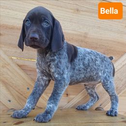Bella - Liver roan female German Shorthaired Pointer puppy in Elberta, Alabama from Old Orchard Farm