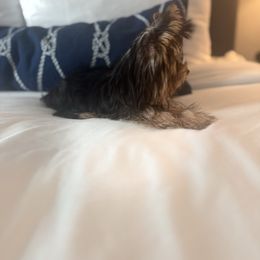 Mini thor charting Runt 3 lb at  6 months - Black and tan male Yorkshire Terrier puppy in Las Vegas, Nevada from Made in Heaven Yorkshire Terrier Las Vegas