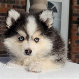 Ariya's boy 4 - Black and white male Pomsky puppy in Enid, Oklahoma from Mile Hi Pomskies