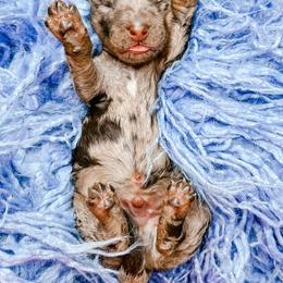 Boy 2 - Merle male Bernedoodle puppy in Otisville, Michigan from Danie’s Darling Doodles LLC