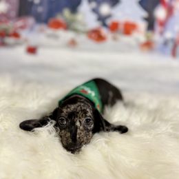 Happy - Dapple male Dachshund puppy in Westport, Kentucky from Lonestar Creek Farm