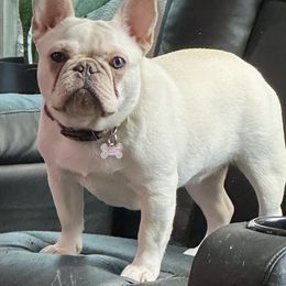 Ellwynn - French Bulldog