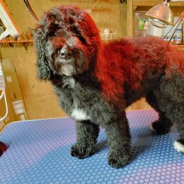 Goldendoodle Puppies from Ninnie's Doodles