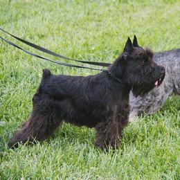 Misty - Miniature Schnauzer