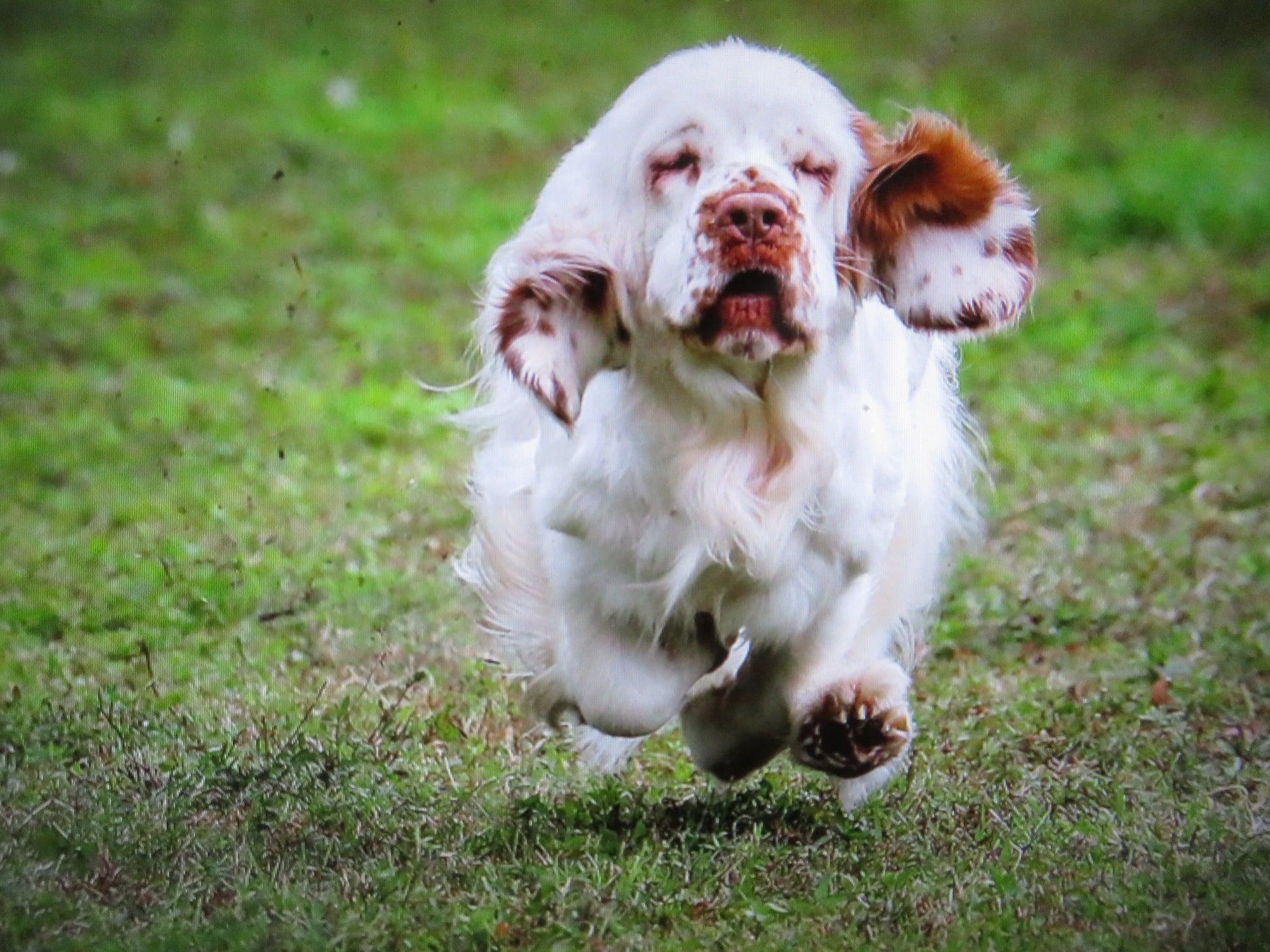 Medea Gunpowder Clumbers in Maryland Clumber Spaniel puppies Good Dog