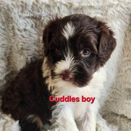 Cuddles boy - Brown and white male Portuguese Water Dog puppy in Narvon, Pennsylvania from Prized Family Porties