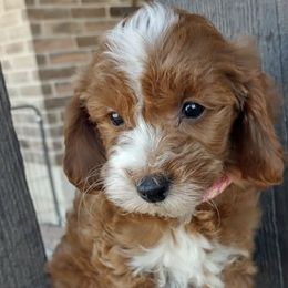 Bernedoodles, Goldendoodles, and Poodles from Donnasdoodlebugs