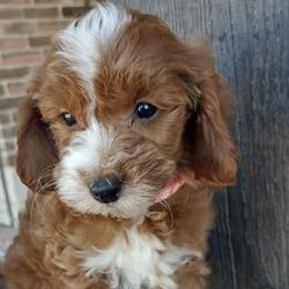 Bernedoodles, Goldendoodles, and Poodles from Donnasdoodlebugs