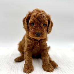 Brownie - Apricot female Cavapoo puppy in La Vernia, Texas from Texas Teddy Bears