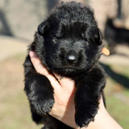 Harley - Black female German Shepherd puppy in Canton, Texas from WILDWOOD GERMAN SHEPHERDS