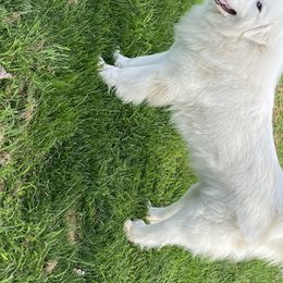 Sienna - Great Pyrenees