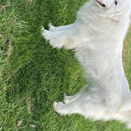 Sienna - Great Pyrenees