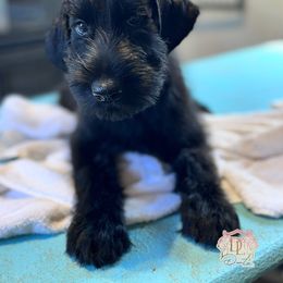 Luna (Girl 3) - Black female Giant Schnauzer puppy in Bois D’arc, Missouri from Down Low Kennels formerly LNL’s Giant Schnauzers and T9 Giants