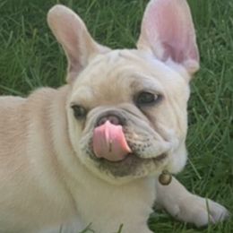 French Bulldogs from Cornerstone Frenchies