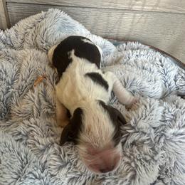 Georgina - Liver white and roan female English Springer Spaniel puppy in Springfield, South Carolina from Sweet Southern Spaniels