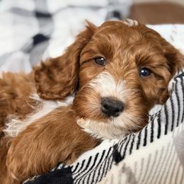 Tinsel - Red female Australian Labradoodle puppy in Summerfield, North Carolina from Four Oaks Labradoodles