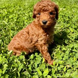 Thea - Red  female Poodle puppy in Morehead, Kentucky from Paw Perfect Pets